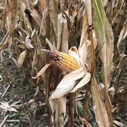 Middlefield Orchard - Free corn maze!