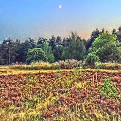Stierstädter Heide