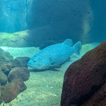 Waikiki Aquarium - Aquariums Near Me - Honolulu, Hawaii Waikiki Aquarium - Aquariums Near Me - Honolulu, Hawaii