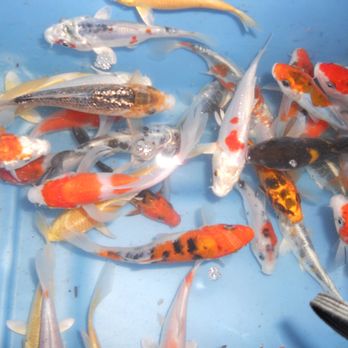 Hilltop Koi - Local Fish Stores Near Me - Wayne, New Jersey Hilltop Koi - Local Fish Stores Near Me - Wayne, New Jersey