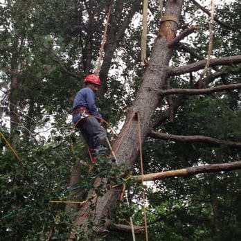 North Raleigh Tree Service - Tree Services Near Me North Raleigh Tree Service - Tree Services Near Me