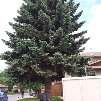 The Poplar Guys Tree Removal - Tree Services Near Me The Poplar Guys Tree Removal - Tree Services Near Me
