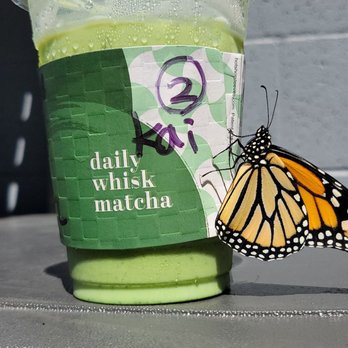 Daily Whisk Matcha - Cafes Near Me - Honolulu, Hawaii