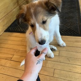 Pup cup Pup cup
