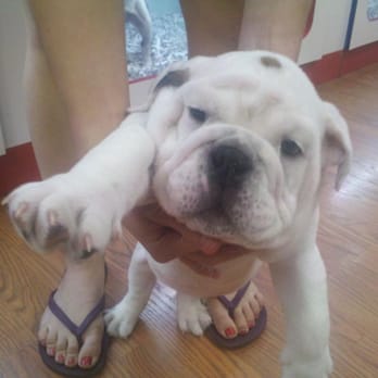 Mr. Bulldog - Picture of our Bully when we bought him - Pet Groomers Near Me - Pico Rivera, California Mr. Bulldog - Picture of our Bully when we bought him - Pet Groomers Near Me - Pico Rivera, California
