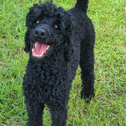 Family Farms Pet Spa and Resort