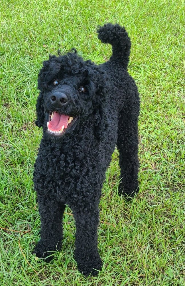 Family Farms Pet Spa and Resort Image