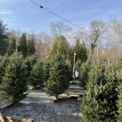 Payne Christmas Trees