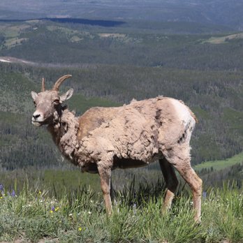 Mt. Washburn - Ewe - Hiking Near Me - Yellowstone National Park, Wyoming Mt. Washburn - Ewe - Hiking Near Me - Yellowstone National Park, Wyoming