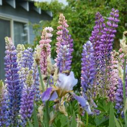 Aster Inn and Antiques - May 2016 courtyard - those gorgeous flowers!