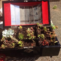 Succulents I bought and planted in an old music box Succulents I bought and planted in an old music box