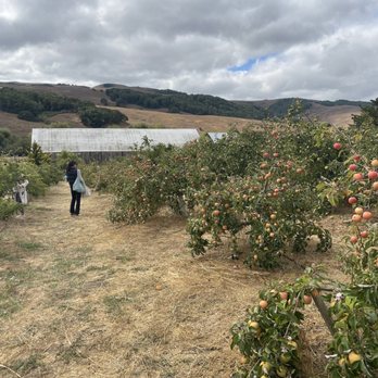 Chileno Valley Ranch - So many varieties - Ranches Near Me - Petaluma, California Chileno Valley Ranch - So many varieties - Ranches Near Me - Petaluma, California