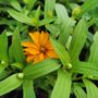 Plant Place Nursery
