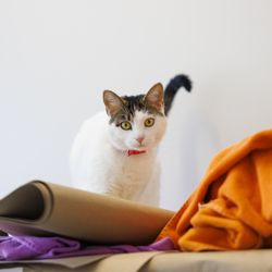 Anti-Cruelty - Adoptable female cat, Lotus, posing for a photo as staff prepare the adoption center for the day's visitors.