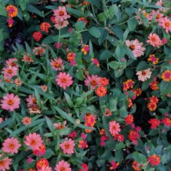 Stacy Boulevard Park - Gorgeous flowers from one of the beds