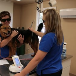 Animal Medical Services - K-Laser therapy is available!