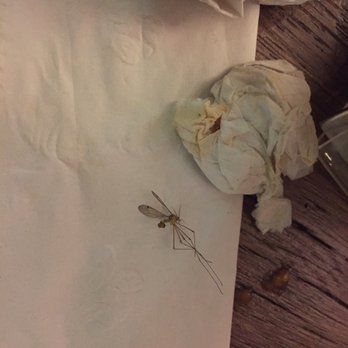 3 Amigos - One of the many mosquitos that was flying on me that I killed - Mexican Near Me - Montreal, Quebec