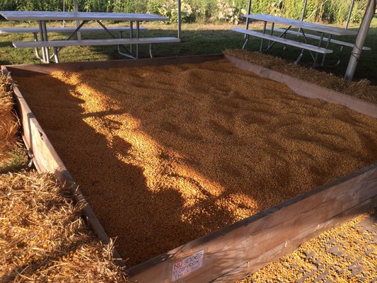 Coleman's Farm - Saline by null