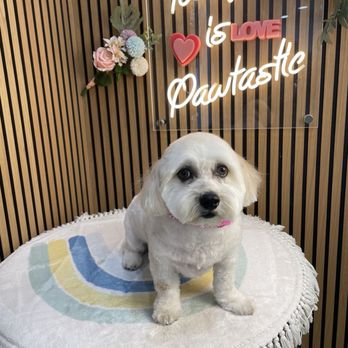 Pawtastic - Pet Groomers Near Me - Tustin, California