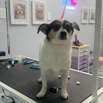Shiny Paws - Nicely trim - Pet Groomers Near Me - Gardena, California Shiny Paws - Nicely trim - Pet Groomers Near Me - Gardena, California
