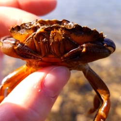 Daft Eddy's - Found this little chap when we went for a stroll along the water after our meal