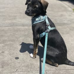 K9 Toddlers - Dog Behavior Training - A puppy sitting and waiting