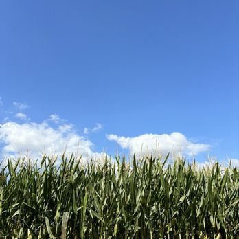 Dell'Osso Family Farm - Corn maze beautiful day - Pumpkin Patches Near Me - Lathrop, California Dell'Osso Family Farm - Corn maze beautiful day - Pumpkin Patches Near Me - Lathrop, California