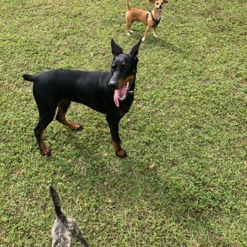 Amelia Earhart Park - The doggos - Parks Near Me - Hialeah, Florida Amelia Earhart Park - The doggos - Parks Near Me - Hialeah, Florida
