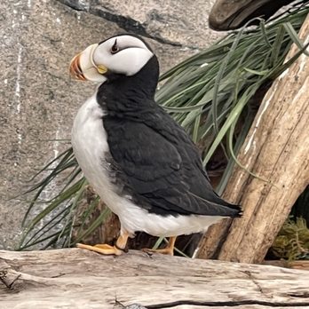 Alaska Sealife Center - Tours Near Me - Seward, Alaska