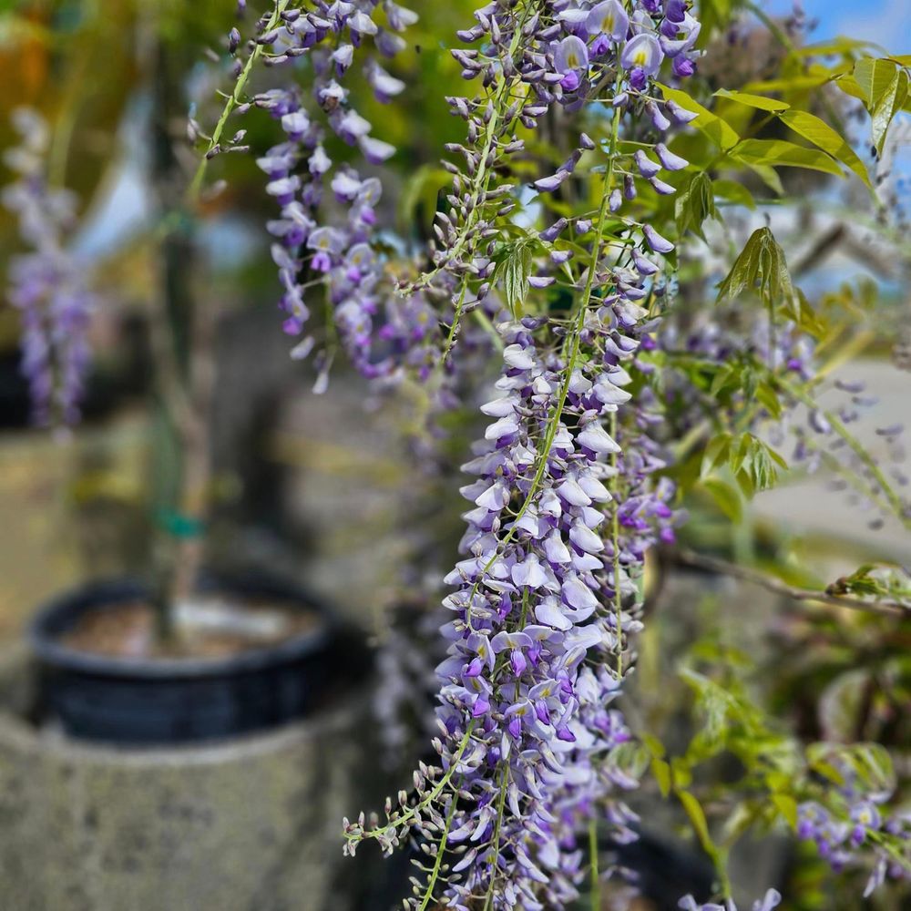 DEEP ROOTS GARDEN CENTER & FLORIST - Updated September 2024 - 275 ...