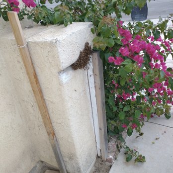 AA-Beekeeper - Pest Control Near Me