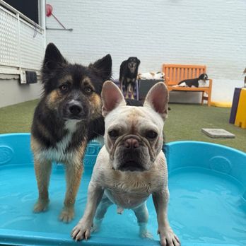Toby Town RVA - Pet Boarding Near Me - Richmond, Virginia Toby Town RVA - Pet Boarding Near Me - Richmond, Virginia