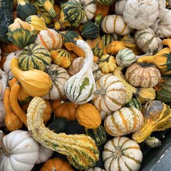 Clemons Produce - Gourds