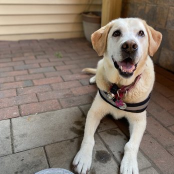 Epicure Pizza - Happy Lulu dog with complimentary steak bites (not pictured, she ate them to fast). Thanks Chef!!! - Salad Near Me - Thomaston, Connecticut