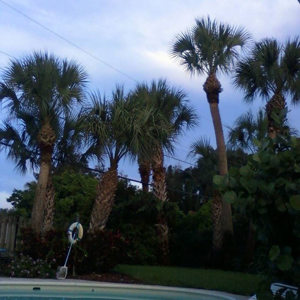 George's Tree & Lawn Service - beautiful end result -- perfectly trimmed palm trees - Tree Services Near Me - Jensen Beach, Florida
