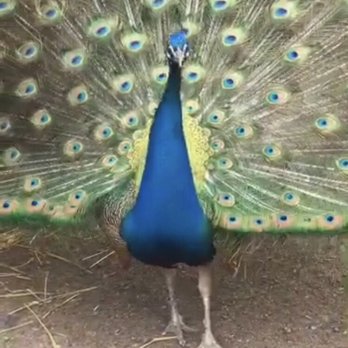 Lake Superior Zoo - Really handsome peacock - Zoos Near Me - Duluth, Minnesota
