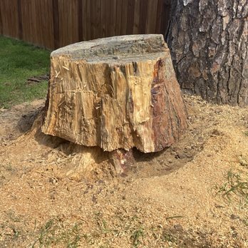 Valdez Tree Service - During the process photo of second tree stump, huge pine tree - Tree Services Near Me