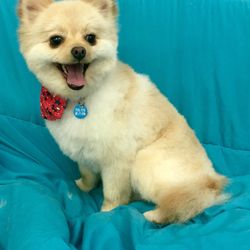 Grateful Dog Grooming