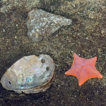 Ocean World - Aquariums Near Me - Crescent City, California