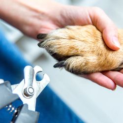Ruff To Fluff Pet Salon - Quality nail trim