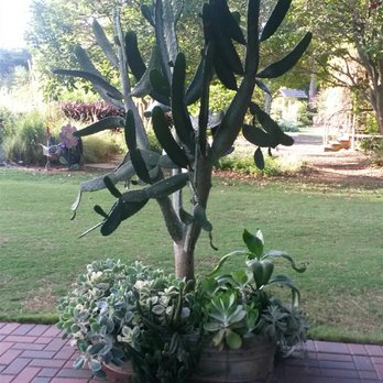 The Botanic Garden - Cactus. - Botanical Gardens Near Me - Stillwater, Oklahoma The Botanic Garden - Cactus. - Botanical Gardens Near Me - Stillwater, Oklahoma