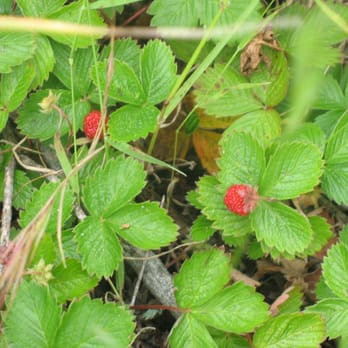Sweeney Ridge - wild strawberries!!! - Parks Near Me - San Bruno, California Sweeney Ridge - wild strawberries!!! - Parks Near Me - San Bruno, California