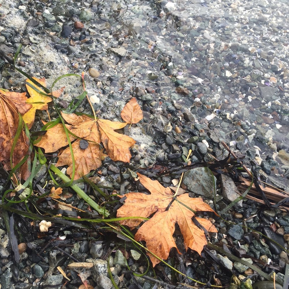 Boulevard Park - Parks Near Me - Bellingham, Washington Boulevard Park - Parks Near Me - Bellingham, Washington