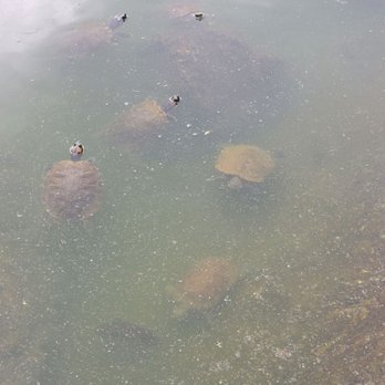 Turtle Pond - Parks Near Me - New York, New York