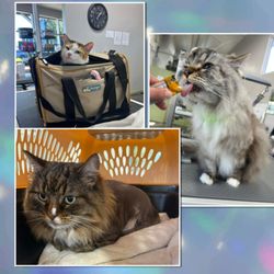 PuppyCuts Too - Cats can enjoy a peaceful spaw day during our "cats only" hours on Mondays!