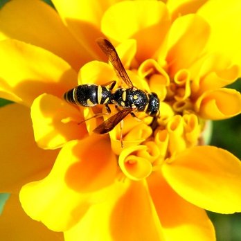 YES Pest Pros - Paper Wasp Bloomington, Indiana Yes Pest Pros - Pest Control Near Me - Bloomington, Indiana YES Pest Pros - Paper Wasp Bloomington, Indiana Yes Pest Pros - Pest Control Near Me - Bloomington, Indiana
