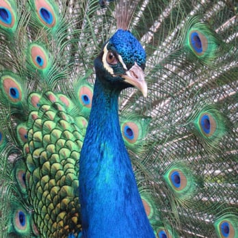 The Peacock Garden - Close up. - Mexican Near Me - Ajijic, JAL The Peacock Garden - Close up. - Mexican Near Me - Ajijic, JAL