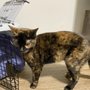 Photo of The Greater Good Low cost Spay & Neuter Clinic