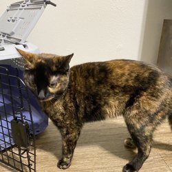 The Greater Good Low cost Spay & Neuter Clinic