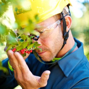 Blevins Expert Tree Care - Gettysburg - Tree Services Near Me Blevins Expert Tree Care - Gettysburg - Tree Services Near Me